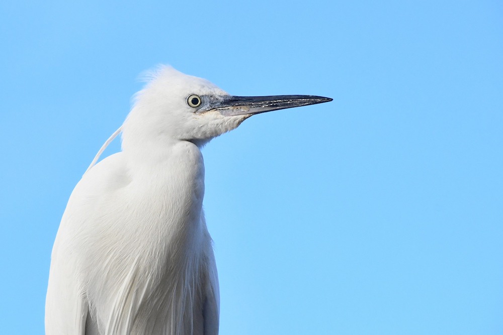 An egret bird.