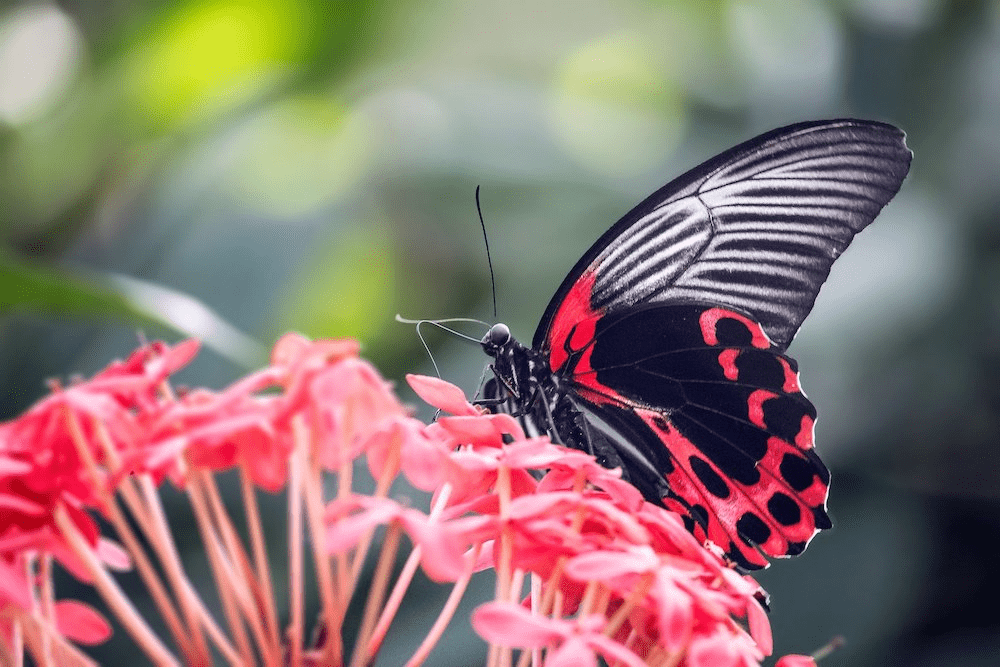 Another image of the same butterfly.